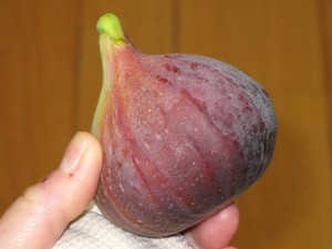 Figs, Pears, Tomatoes 8 09 garden_002