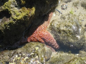 Starfish in the tidepools