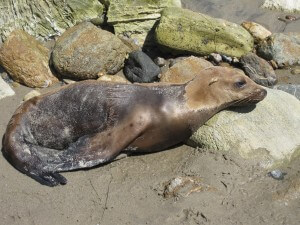 This little guy got beached in the rocks at low tide. We stuck around long enough to make sure he made his way back into the ocean.