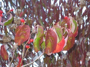 IMG_2830 (1)